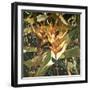 Orange Heleconia-Darrell Hill-Framed Giclee Print