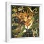 Orange Heleconia-Darrell Hill-Framed Giclee Print