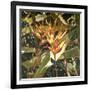 Orange Heleconia-Darrell Hill-Framed Giclee Print