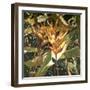 Orange Heleconia-Darrell Hill-Framed Premium Giclee Print