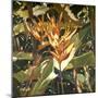 Orange Heleconia-Darrell Hill-Mounted Premium Giclee Print