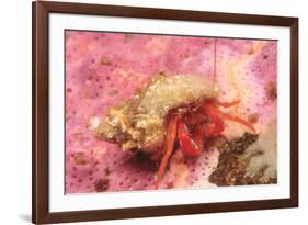 Orange Hermit Crab, Saint Lazerius Island, Alaska, USA-Stuart Westmorland-Framed Photographic Print