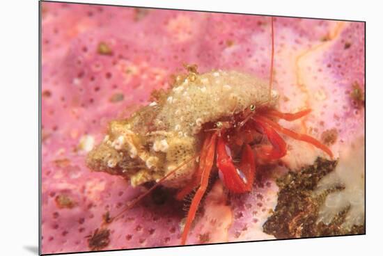 Orange Hermit Crab, Saint Lazerius Island, Alaska, USA-Stuart Westmorland-Mounted Photographic Print