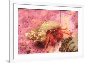 Orange Hermit Crab, Saint Lazerius Island, Alaska, USA-Stuart Westmorland-Framed Premium Photographic Print