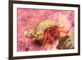 Orange Hermit Crab, Saint Lazerius Island, Alaska, USA-Stuart Westmorland-Framed Premium Photographic Print