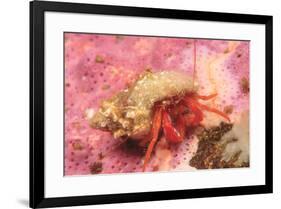 Orange Hermit Crab, Saint Lazerius Island, Alaska, USA-Stuart Westmorland-Framed Premium Photographic Print