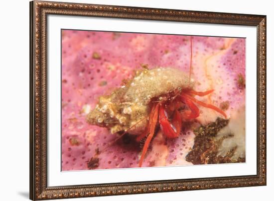 Orange Hermit Crab, Saint Lazerius Island, Alaska, USA-Stuart Westmorland-Framed Premium Photographic Print