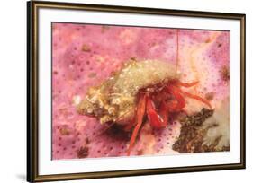 Orange Hermit Crab, Saint Lazerius Island, Alaska, USA-Stuart Westmorland-Framed Premium Photographic Print