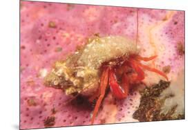 Orange Hermit Crab, Saint Lazerius Island, Alaska, USA-Stuart Westmorland-Mounted Premium Photographic Print