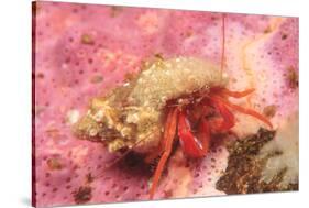 Orange Hermit Crab, Saint Lazerius Island, Alaska, USA-Stuart Westmorland-Stretched Canvas