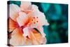 Orange Hibiscus Flower in Hawaii.-Steener-Stretched Canvas