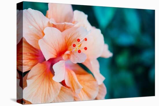 Orange Hibiscus Flower in Hawaii.-Steener-Stretched Canvas