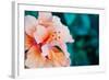 Orange Hibiscus Flower in Hawaii.-Steener-Framed Photographic Print