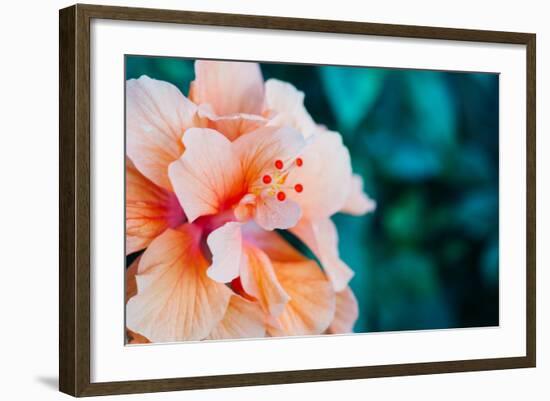 Orange Hibiscus Flower in Hawaii.-Steener-Framed Photographic Print