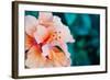 Orange Hibiscus Flower in Hawaii.-Steener-Framed Photographic Print