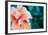 Orange Hibiscus Flower in Hawaii.-Steener-Framed Photographic Print