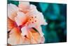 Orange Hibiscus Flower in Hawaii.-Steener-Mounted Photographic Print