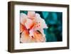 Orange Hibiscus Flower in Hawaii.-Steener-Framed Photographic Print