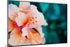 Orange Hibiscus Flower in Hawaii.-Steener-Mounted Photographic Print