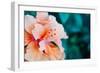 Orange Hibiscus Flower in Hawaii.-Steener-Framed Photographic Print