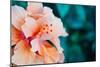 Orange Hibiscus Flower in Hawaii.-Steener-Mounted Photographic Print