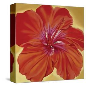 Orange Hibiscus-Roberta Aviram-Stretched Canvas