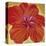 Orange Hibiscus-Roberta Aviram-Stretched Canvas