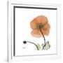 Orange Iceland Poppy-Albert Koetsier-Framed Premium Giclee Print