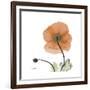 Orange Iceland Poppy-Albert Koetsier-Framed Premium Giclee Print