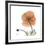 Orange Iceland Poppy-Albert Koetsier-Framed Premium Giclee Print