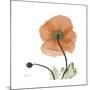 Orange Iceland Poppy-Albert Koetsier-Mounted Premium Giclee Print