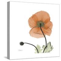 Orange Iceland Poppy-Albert Koetsier-Stretched Canvas