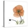 Orange Iceland Poppy-Albert Koetsier-Stretched Canvas