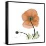 Orange Iceland Poppy-Albert Koetsier-Framed Stretched Canvas