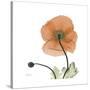 Orange Iceland Poppy-Albert Koetsier-Stretched Canvas