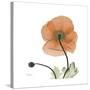 Orange Iceland Poppy-Albert Koetsier-Stretched Canvas