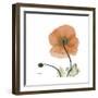 Orange Iceland Poppy-Albert Koetsier-Framed Premium Giclee Print