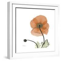 Orange Iceland Poppy-Albert Koetsier-Framed Premium Giclee Print