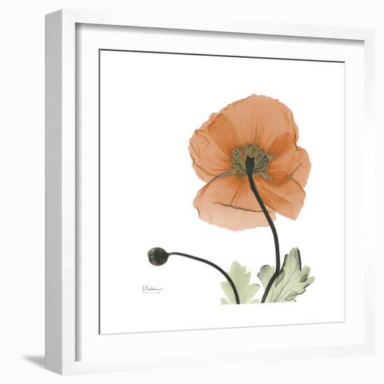 Orange Iceland Poppy-Albert Koetsier-Framed Premium Giclee Print