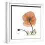 Orange Iceland Poppy-Albert Koetsier-Framed Premium Giclee Print