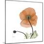 Orange Iceland Poppy-Albert Koetsier-Mounted Premium Giclee Print