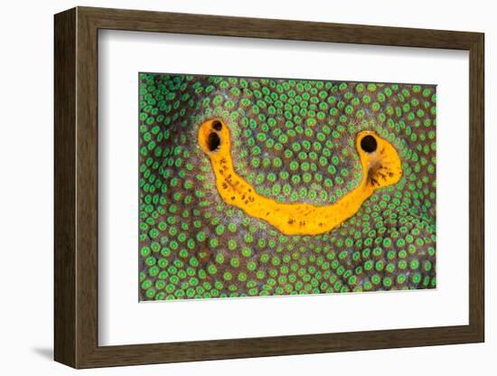 orange icing sponge growing on mountainous star coral-alex mustard-Framed Photographic Print