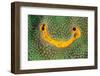 orange icing sponge growing on mountainous star coral-alex mustard-Framed Photographic Print