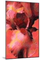 Orange Iris-Scott J. Davis-Mounted Giclee Print