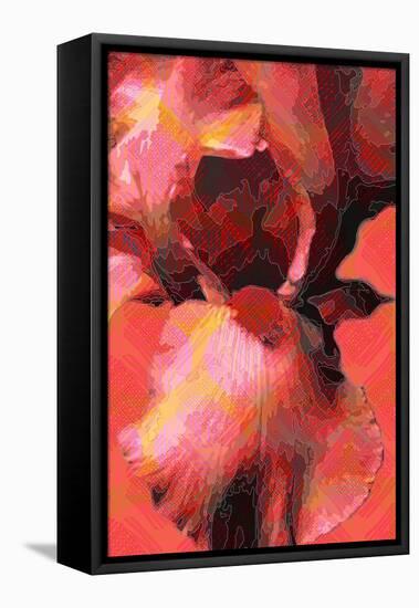 Orange Iris-Scott J. Davis-Framed Stretched Canvas