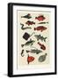 Orange Japanese Fish, 2015-Eliza Southwood-Framed Giclee Print