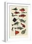 Orange Japanese Fish, 2015-Eliza Southwood-Framed Giclee Print