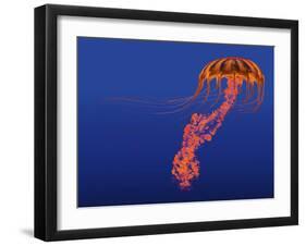 Orange Jellyfish Illustration-Stocktrek Images-Framed Art Print