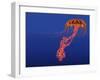 Orange Jellyfish Illustration-Stocktrek Images-Framed Art Print