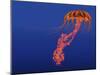 Orange Jellyfish Illustration-Stocktrek Images-Mounted Art Print